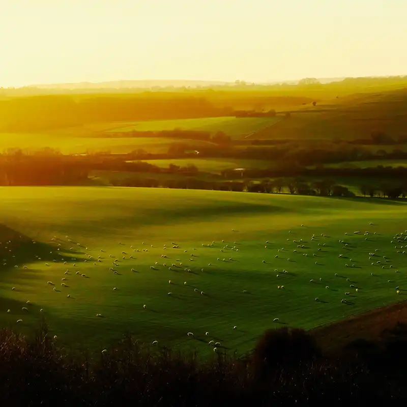 A Chowns Agricultural Services The sun is setting over a green field with sheep grazing in Worcestershire.