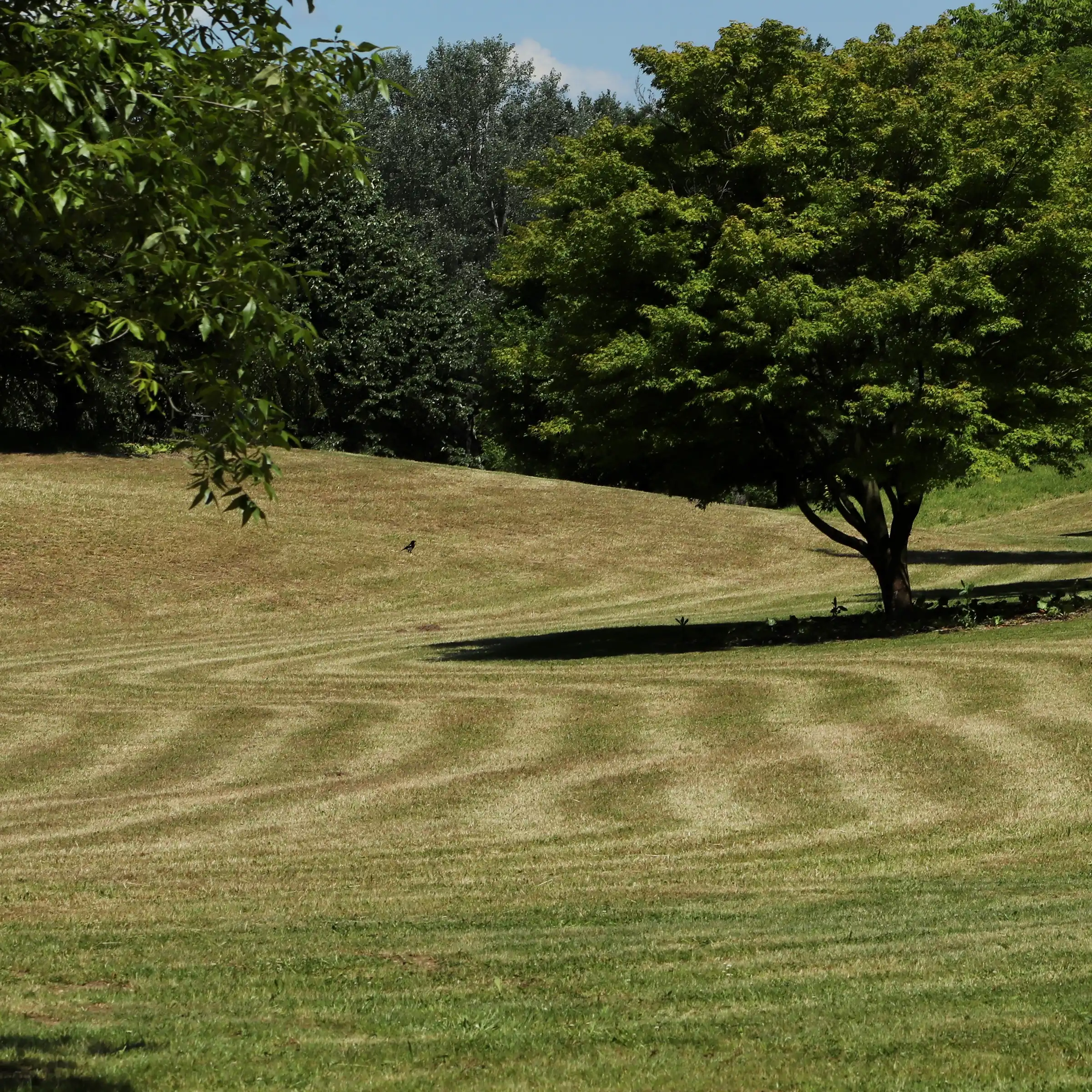 A Chowns Agricultural Services A farming field in Warwickshire with a tree in the middle.
