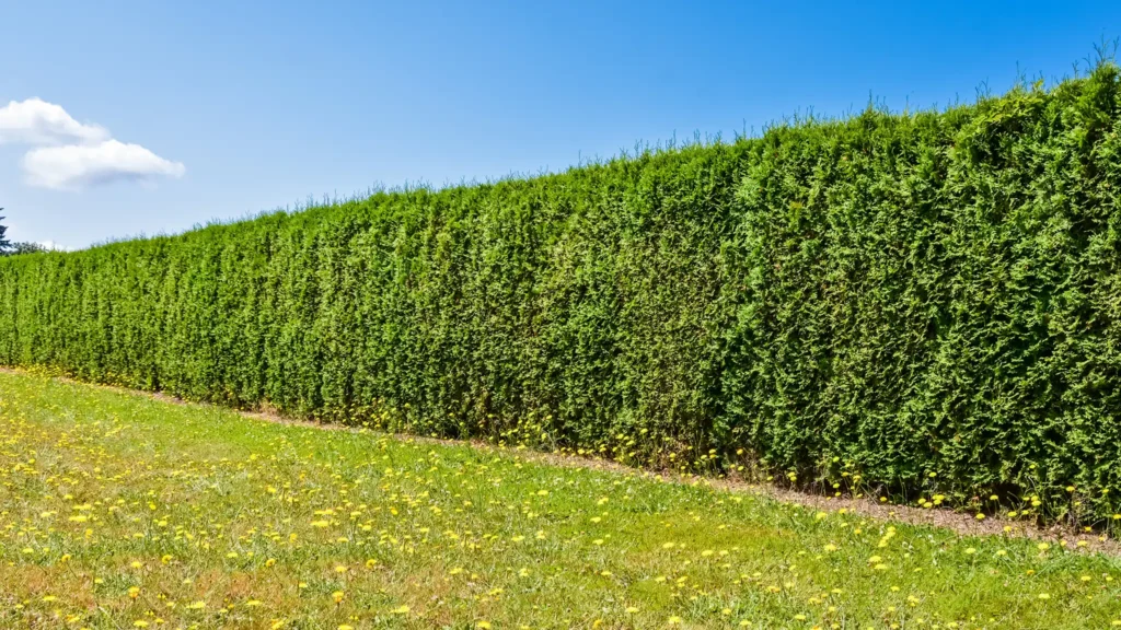 A Chowns Agricultural Services A hedge with a lot of green grass in Alcester, Warwickshire.