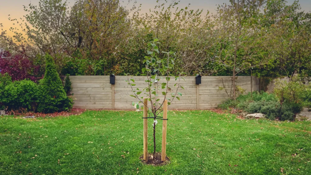 A Chowns Agricultural Services A newly planted tree in a backyard with a fence in the background.
