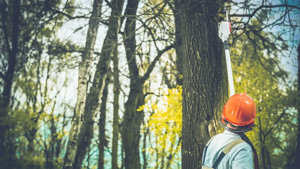A Chowns Agricultural Services An agricultural services worker in Worcestershire is cutting down a tree.