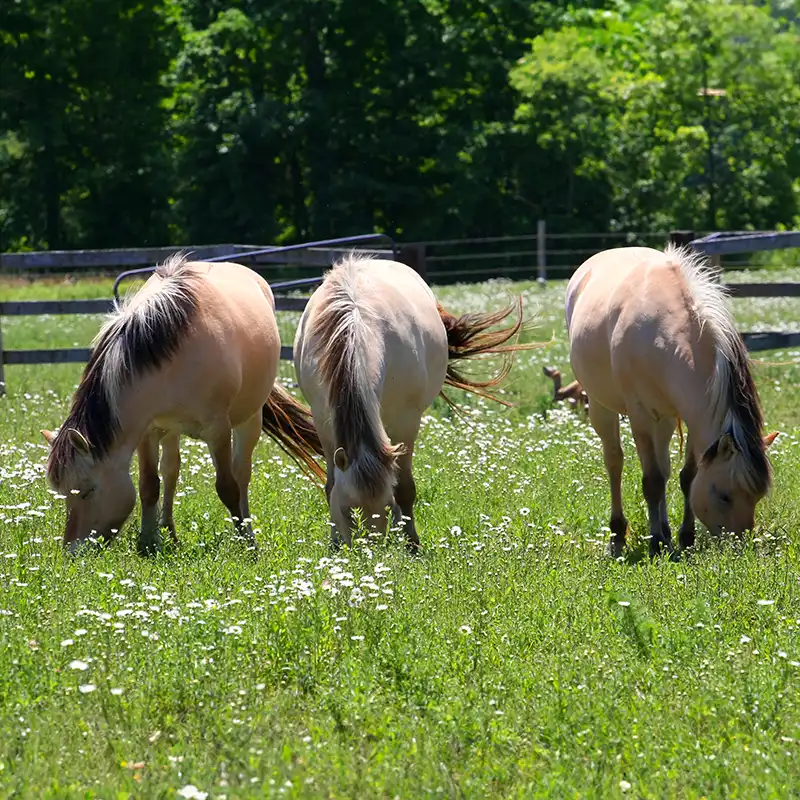 A Chowns Agricultural Services A group of horses grazing in a Worcestershire field.