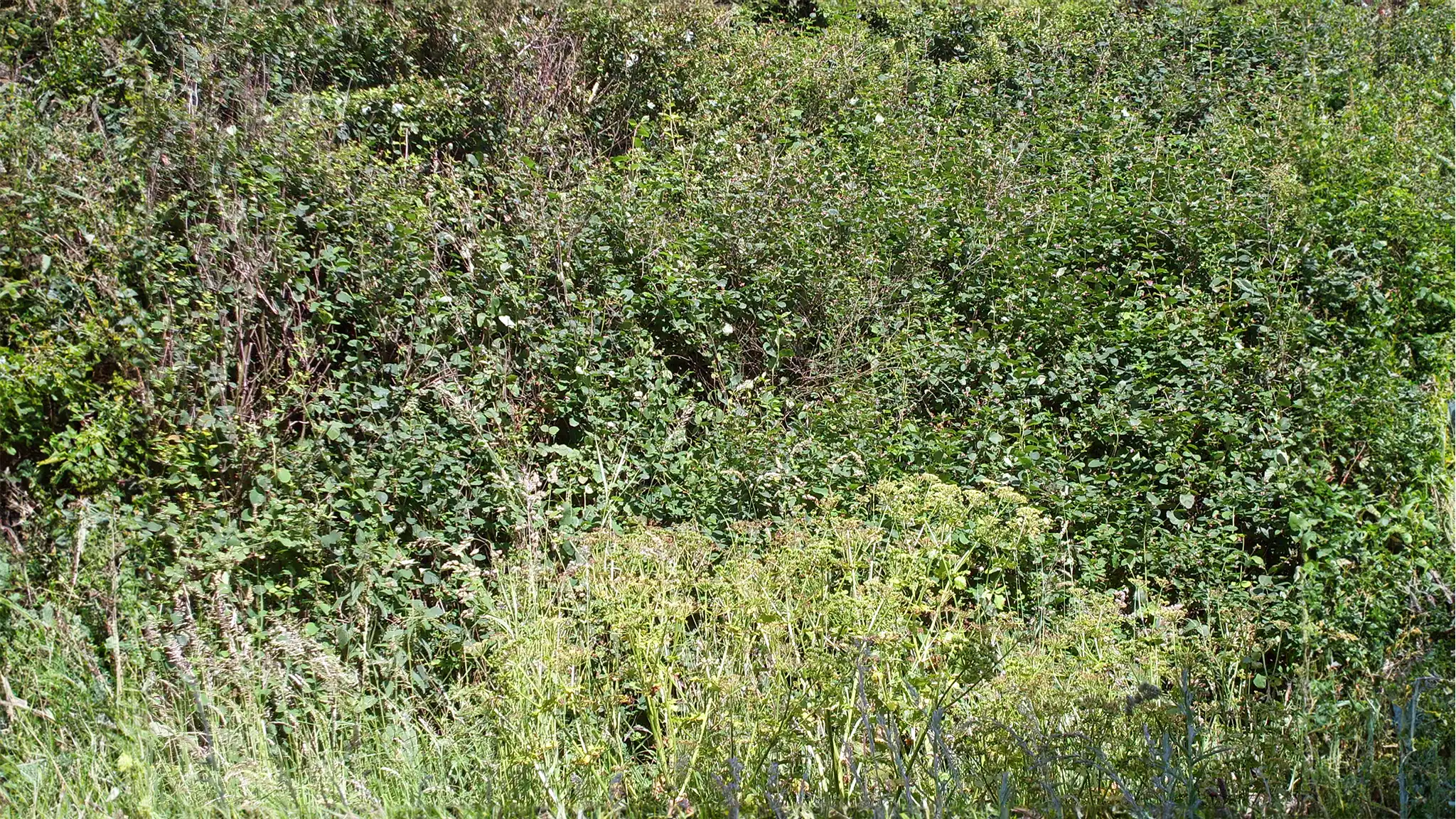 A Chowns Agricultural Services An overgrown garden full of weeds in Warwickshire needing clearing.