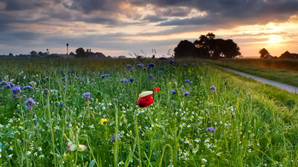 A Chowns Agricultural Contractor Services Amentiy Wildflower Seeding Meadow