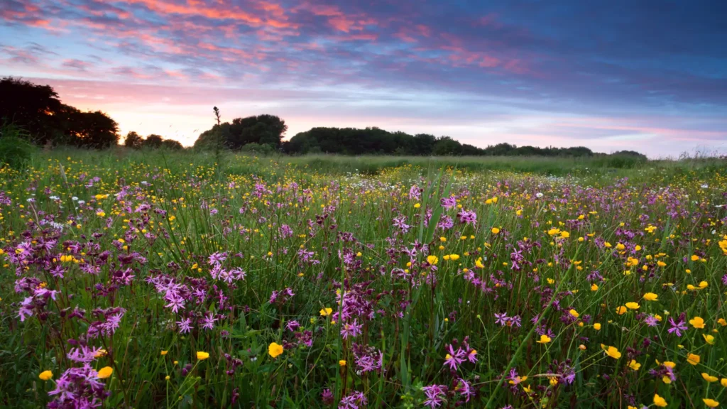 A Chowns Agricultural Contractor Services Amentiy Wildflower Seeding Meadow Biodiversity