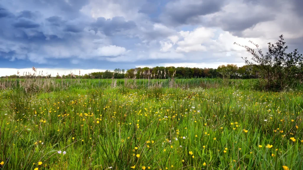 A Chowns Agricultural Contractor Services Amentiy Wildflower Seeding Meadows