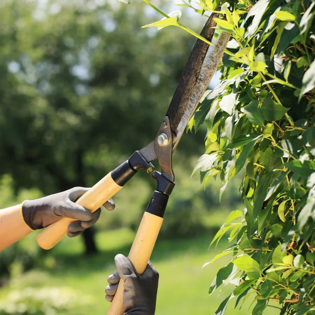 A Chowns Agricultural Services The Art Of Hedge Cutting Hand Vs Machine