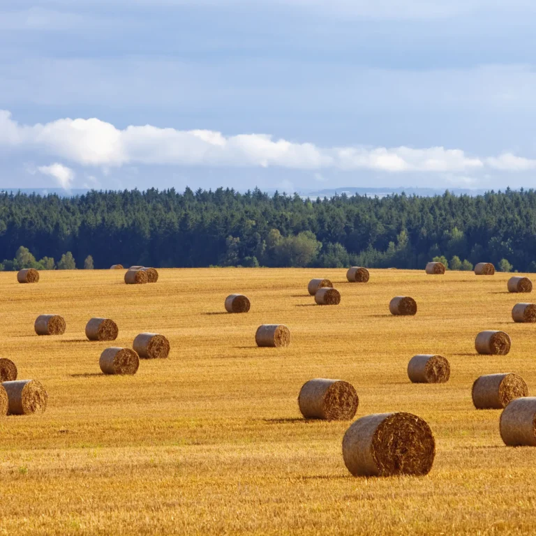 A Chowns Agricultural Services How To Get The Best Yeild From Your Hay Field