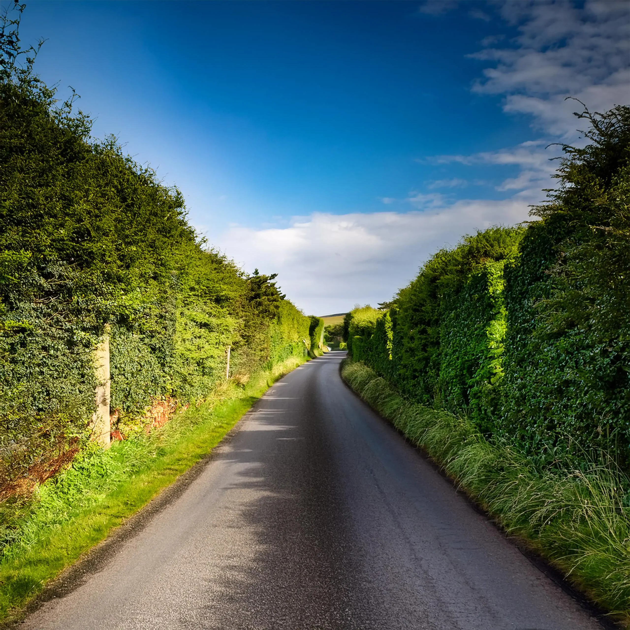A Chowns Agricultural Services Agricultural Hedge Services Hedge Cutting