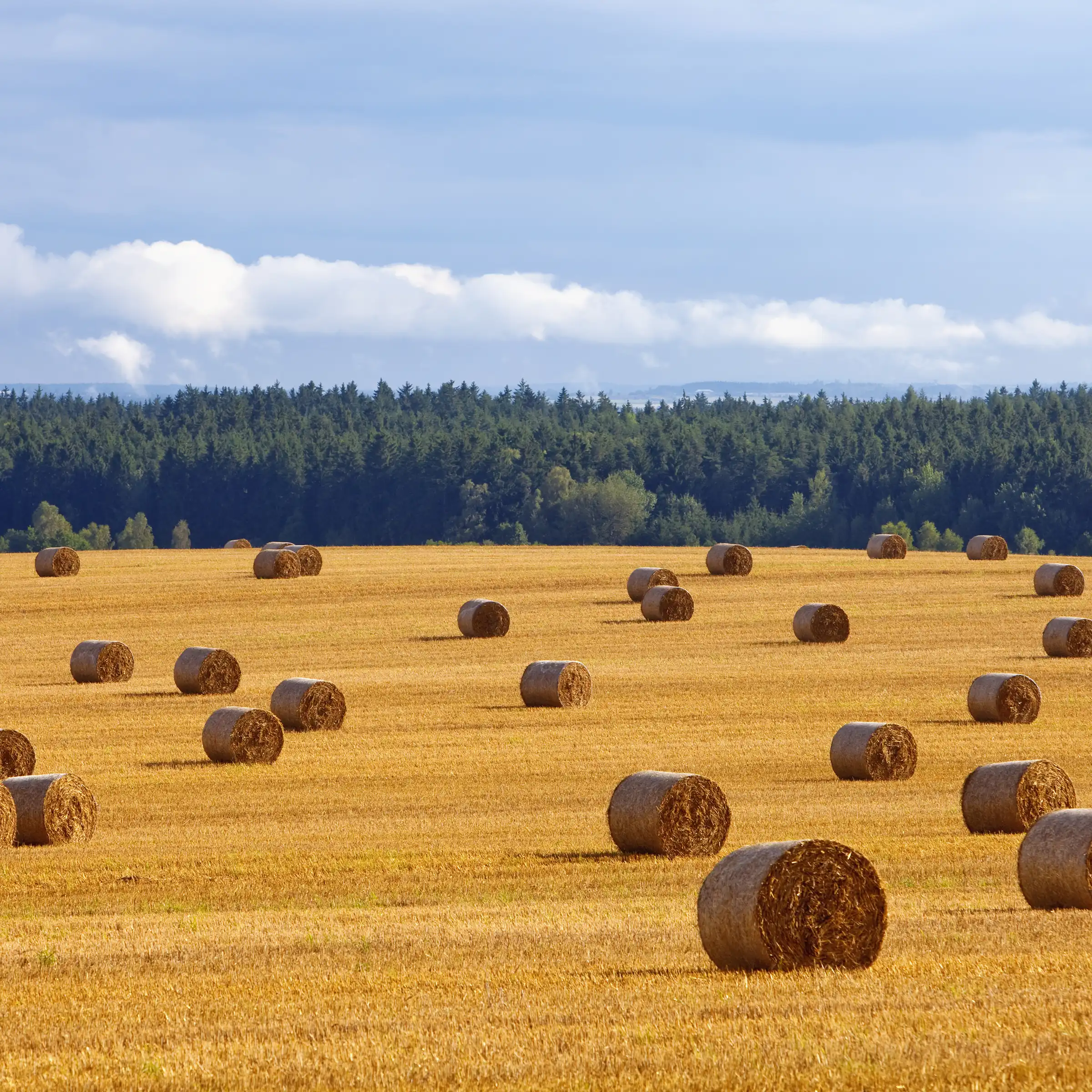A Chowns Agricultural Services How To Get The Best Yeild From Your Hay Field